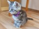 Chatons gris &agrave; donner 