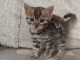 B&eacute;b&eacute; chaton Bengal pour adoption femelle 