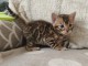 adopter chaton Bengal disponible 