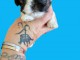 B&eacute;b&eacute; chiot Shih Tzu femelle adorable pour adoption 