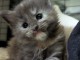 Chaton Maine coon &agrave; donner m&acirc;le 