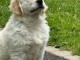 chien golden retriever m&acirc;le a donner 