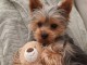chiots Yorkshire terrier m&acirc;le a donner 