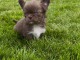 chiots chihuahua &agrave; donner m&acirc;le disponible 