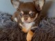 Chiots chihuahua femelle disponible 