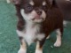 Je donne chiot chihuahua femelle 