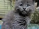 Je donne chaton Maine coon adorable 