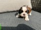 chiots Shih Tzu femelle adorable &agrave; donner 