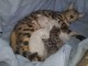 annonce chaton Bengal disponible 