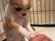 chiots chihuahua femelle a donner 