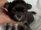 chiots chihuahua m&acirc;le a donner 