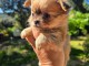 chiot chihuahua &agrave; adopter 