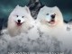 Chiens adultes Samoyed et chiots &agrave; vendre