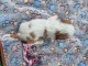 chiots cavalier king charle femelle a donner 
