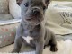 chiots bouledogue fran&ccedil;ais a donner m&acirc;le 