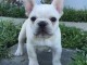 chiots bouledogue fran&ccedil;ais &agrave; donner 