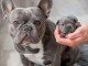 bouledogue fran&ccedil;ais a donner 