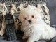 b&eacute;b&eacute; chiot bichon maltais a donner 