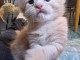 chaton Maine coon &agrave; donner 