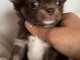 chiots chihuahua &agrave; adopter 