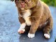 chiot chihuahua femelle a donner 