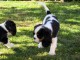 chiot cavalier king charle disponible de suite 