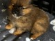 chiots spitz allemand &agrave; adopter 
