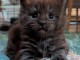 chaton Maine coon adorable a donner 