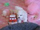 chiot bichon fris&eacute; a donner 