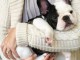 je donner chiot bulldog fran&ccedil;ais m&acirc;le 