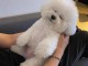 adoption chiot bichon fris&eacute; femelle 