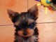 chiots Yorkshire terrier m&acirc;le a donner 