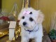 chiot bichon fris&eacute; a donner 