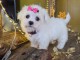 chiot bichon femelle a donner 