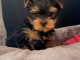 b&eacute;b&eacute; chiot Yorkshire femelle a donner 