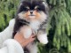 spitz nain Pom&eacute;ranie adorable a venir chercher sur place 