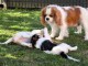 adoption chiot cavalier king charle 
