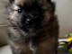 je donne chiot spitz nain 