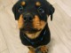 chiot rottweiler &agrave; adopter 
