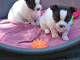 chiot chihuahua a donner m&acirc;le et femelle 