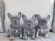chiots bouledogue fran&ccedil;ais disponible pour adoption 