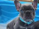 je donne chiot bulldog fran&ccedil;ais m&acirc;le 