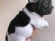 chiot bulldog fran&ccedil;ais femelle a donner 