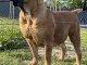 Mastiff sud-africain &ndash; Chiots Boerboel