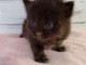 Chaton sib&eacute;rien disponible pour adopter 