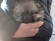 B&eacute;b&eacute; chiot spitz allemand race pure 