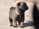 chiot berger malinois a donner 