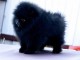 B&eacute;b&eacute; chiot spitz allemand noir contre bons soins 
