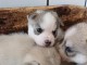 Adoption chiot pomsky m&acirc;le disponible 