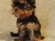 Je donne chiot Yorkshire 